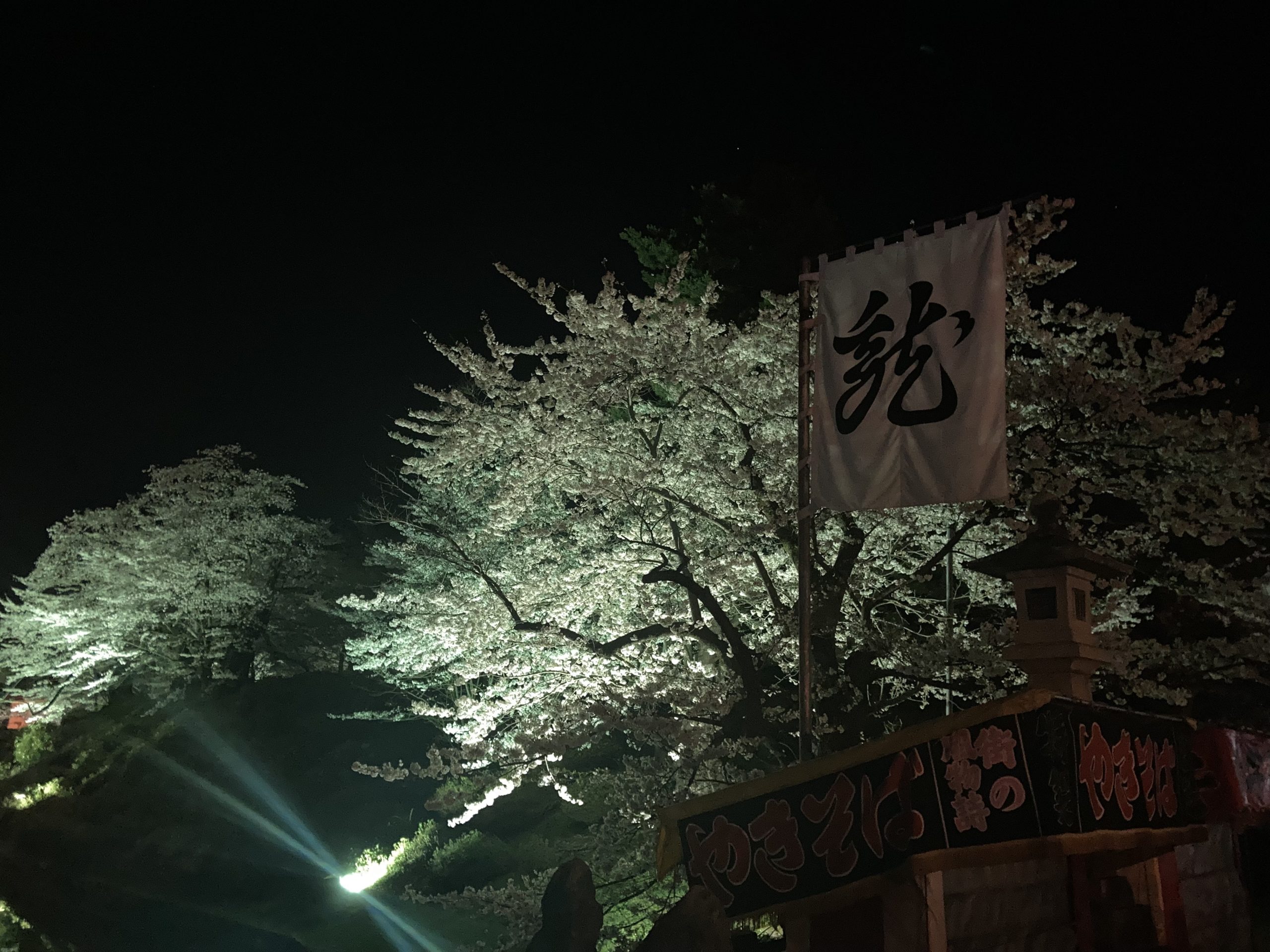 松ヶ崎公園の夜桜